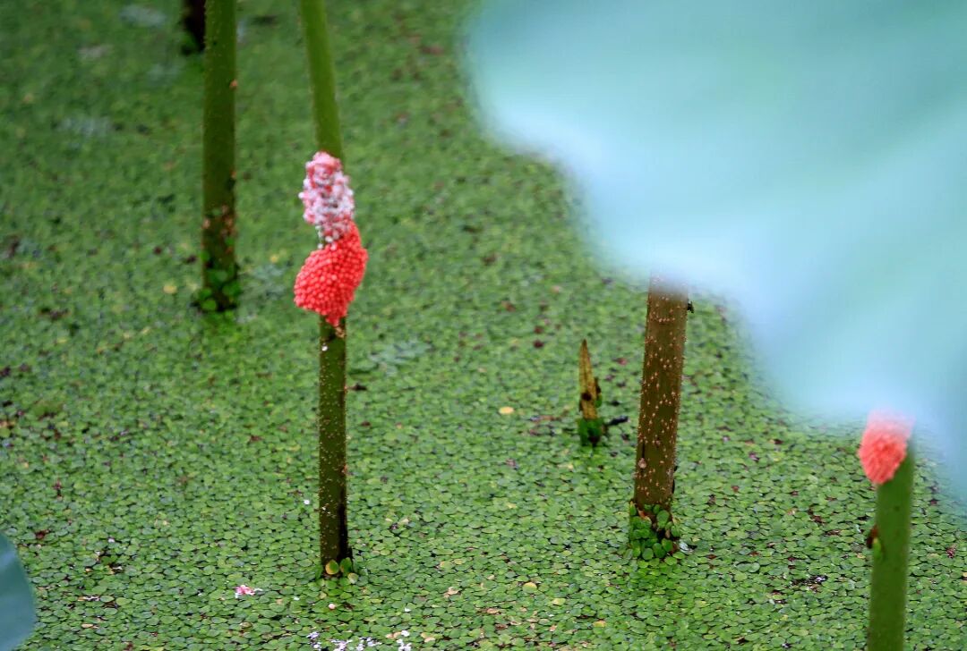 1775631024783046.jpg dca9f473c6614a7c413bde0d934e9869.jpg